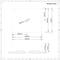 Lavabo Bagno da Appoggio Rettangolare in Ceramica 500x400mm - Milton